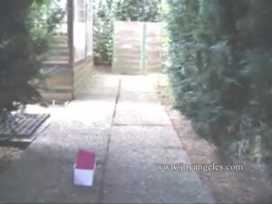 Free Scat Porn