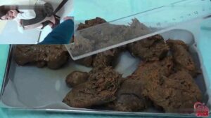 Free Scat Porn
