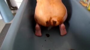 Free Scat Porn
