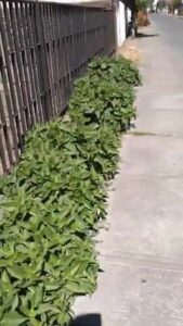 Free Scat Porn