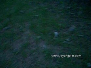 Free Scat Porn