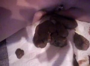 Free Scat Porn