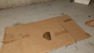 Free Scat Porn