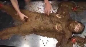 Free Scat Porn