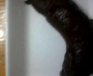 Free Scat Porn