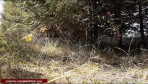 Free Scat Porn