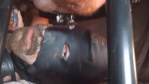 Free Scat Porn