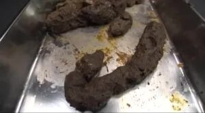 Free Scat Porn