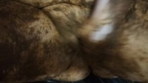 Free Scat Porn