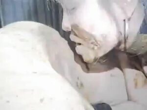 Free Scat Porn