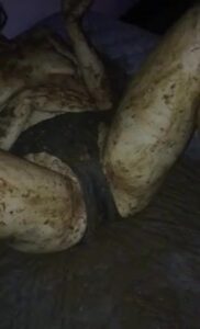 Free Scat Porn