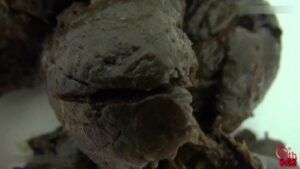 Free Scat Porn