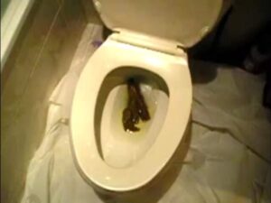 Free Scat Porn
