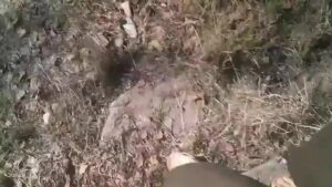 Free Scat Porn