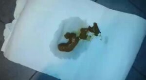 Free Scat Porn