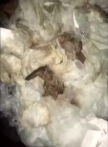 Free Scat Porn