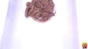 Free Scat Porn