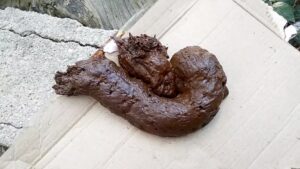 Free Scat Porn