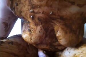 Free Scat Porn