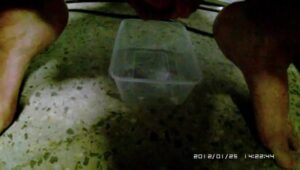 Free Scat Porn
