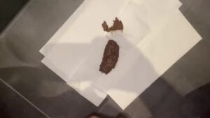 Free Scat Porn