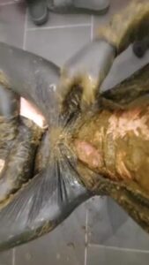 Free Scat Porn