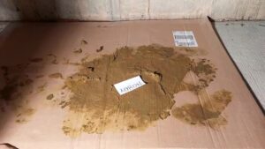 Free Scat Porn
