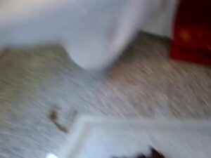 Free Scat Porn
