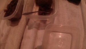 Free Scat Porn