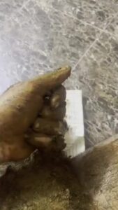 Free Scat Porn