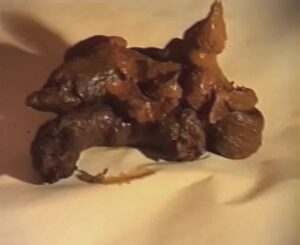 Free Scat Porn