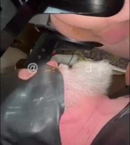 Free Scat Porn
