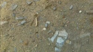Free Scat Porn