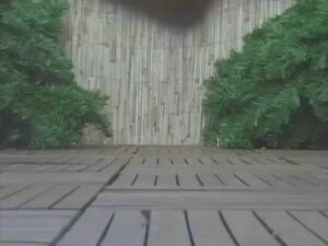 Free Scat Porn