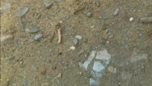 Free Scat Porn