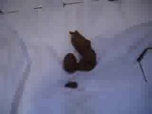 Free Scat Porn