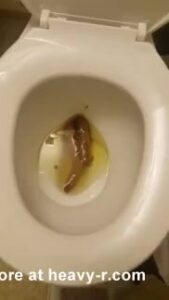 Free Scat Porn