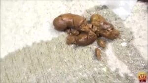 Free Scat Porn