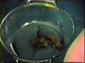 Free Scat Porn