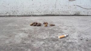 Free Scat Porn