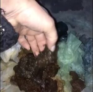 Free Scat Porn