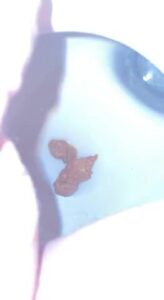 Free Scat Porn