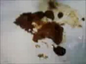 Free Scat Porn
