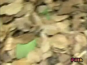 Free Scat Porn