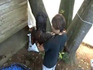 Free Scat Porn