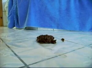 Free Scat Porn