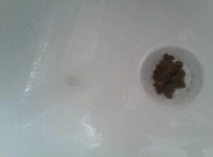 Free Scat Porn