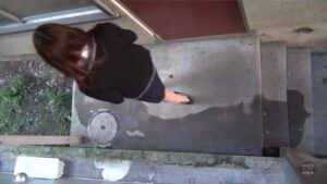 Free Scat Porn