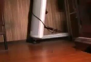 Free Scat Porn
