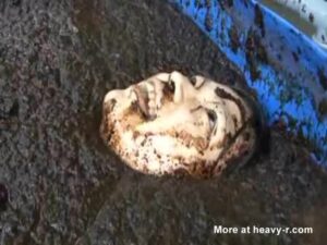 Free Scat Porn